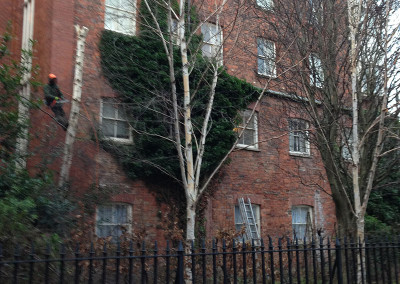 Tree maintenance on Prince Street in Hull old town