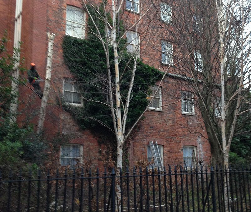 Tree maintenance on Prince Street in Hull old town