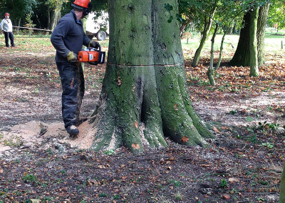 Dead Beech from Flood in Cottingham High School