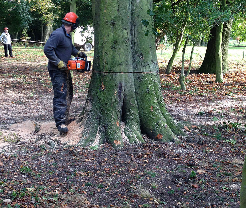 Dead Beech from Flood in Cottingham High School