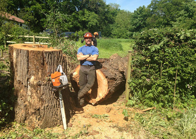 Large Oak in Cottingham