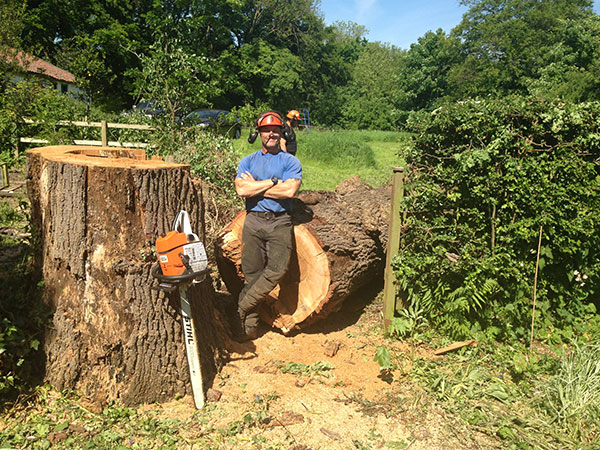 Large Oak in Cottingham