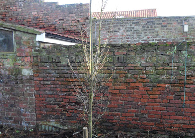 Beverley Tree Planting