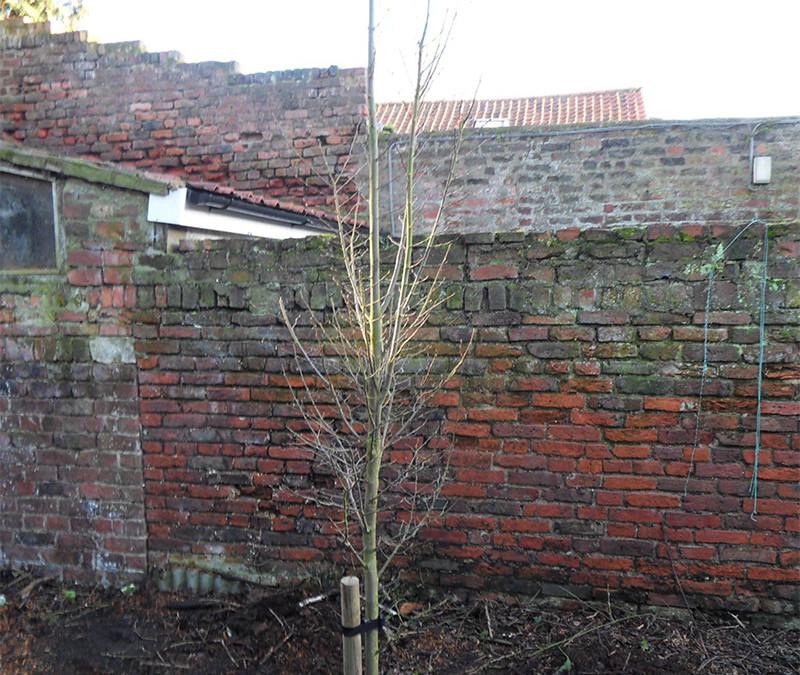 Beverley Tree Planting