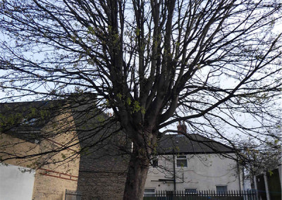 Driffield Tree Surgery