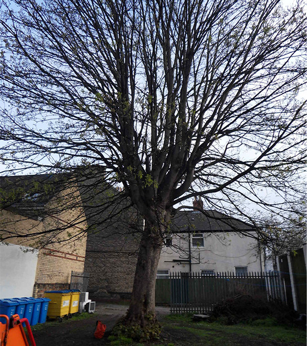 Driffield Tree Surgery