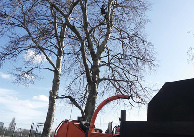 Market Weighton Tree Surgery