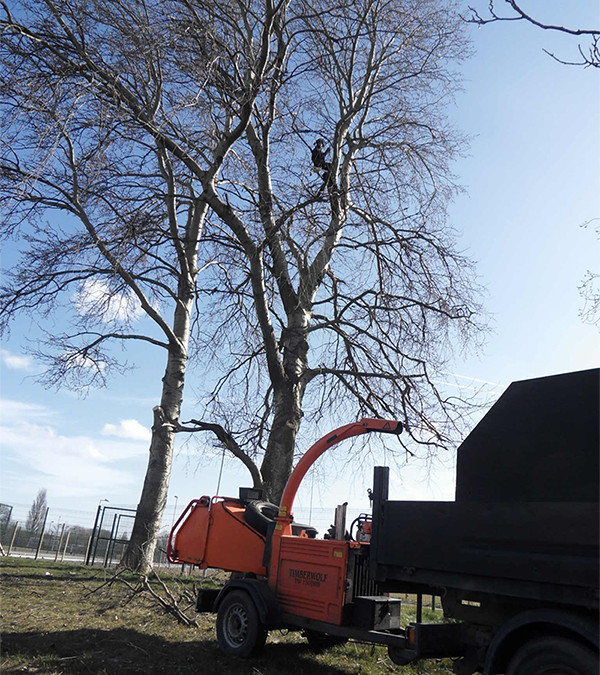 Market Weighton Tree Surgery