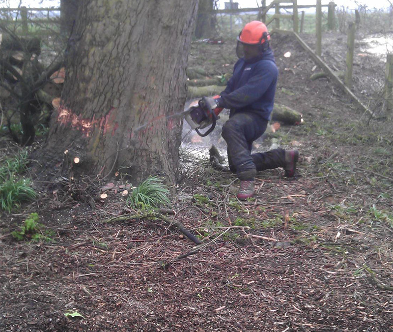 South Cave Tree Surgery